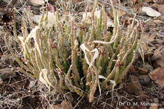 Caralluma adscendens var. fimbriata